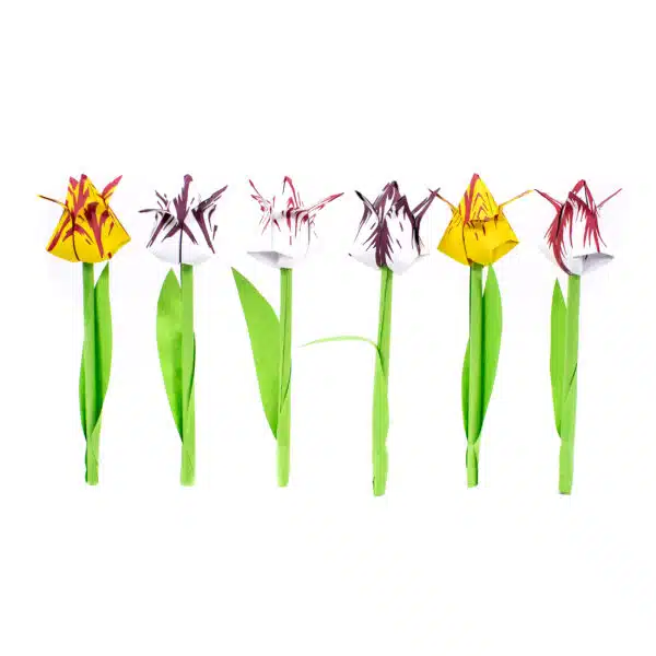 Hollandse Vouw Tulpen